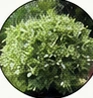 Ficus blanco