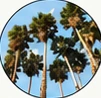 Palmera Washingtonia