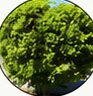 Arbusto ligustrín